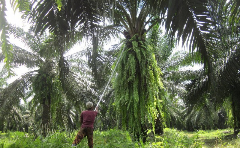 Ministry of Labor: Promise to Realize Conducive Industrial Situation in Palm Oil Sector