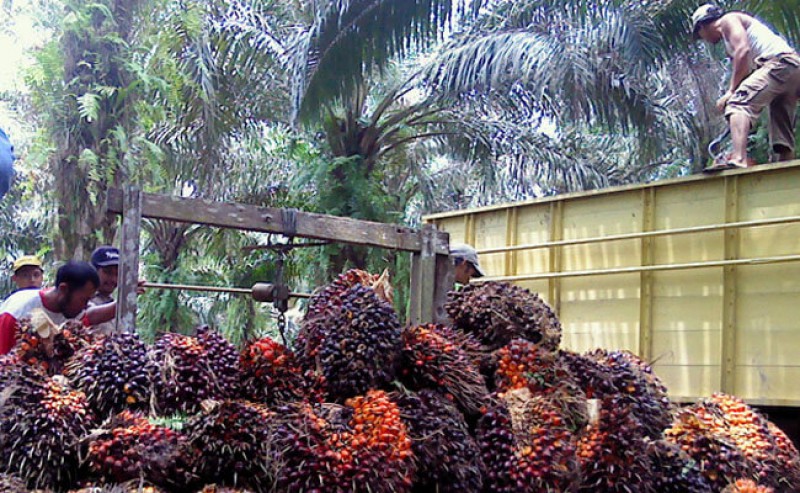 FFB in North Sumatera on 14 - 19 April 2022 is Almost Rp 4000/Kg