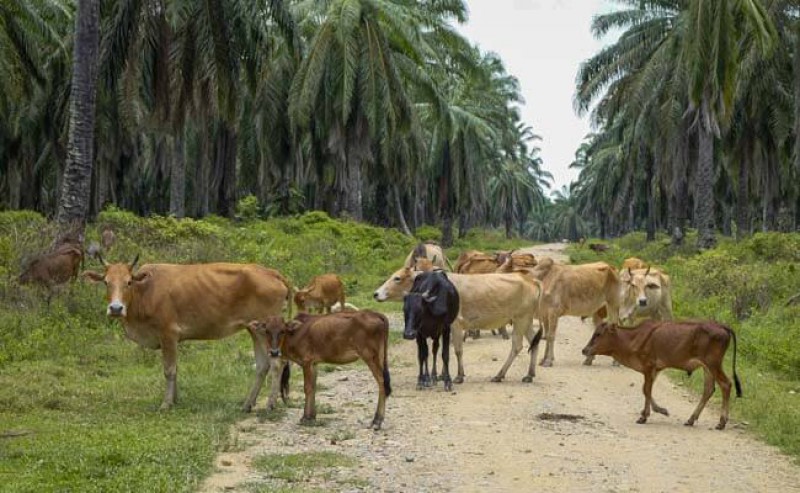Palm Oil – Cow Integrated Program Is Not a Source of Pest
