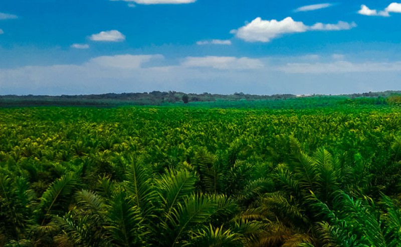 Developing Palm Oil Plantations Also Develops Civilization