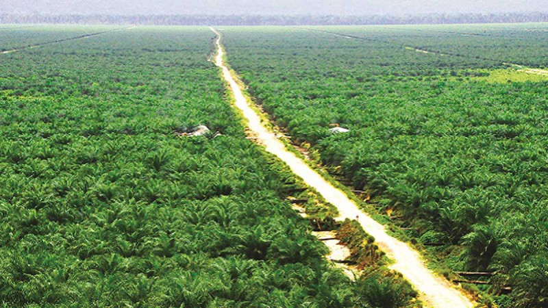 South Kalimantan Province Launched Palm Oil – Paddy Intercrops Program to Escalate Food Security