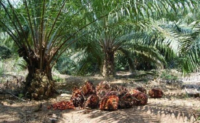Governor of Riau to Minister of Agriculture: Expensive Fertilizers but Cheap FFB