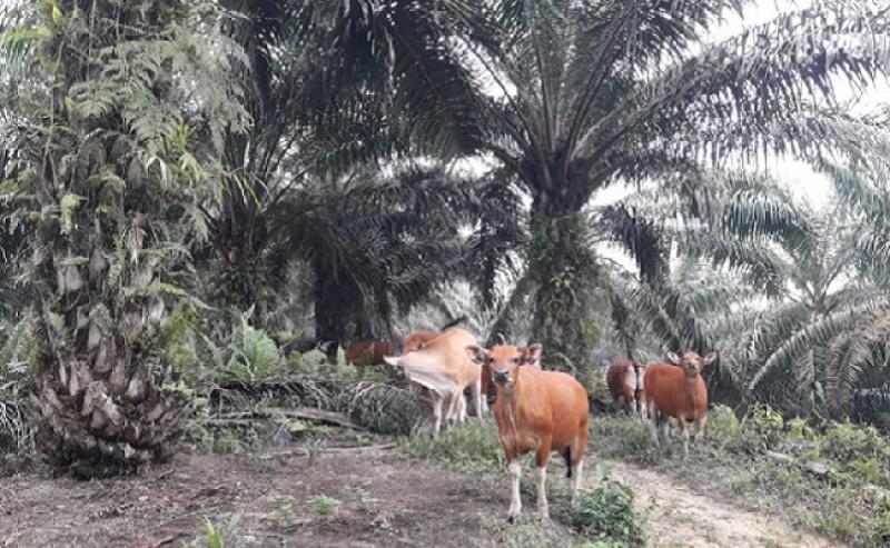 IPOA South Kalimantan Supported to Implement Palm Oil – Cow Integrated Program to Realize Cow Meat – Self Sufficiency