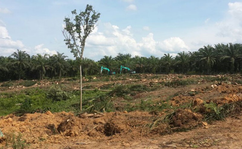 Jambi: Targets to SRP Covering 7.500 Ha in 2022