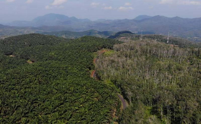 MEF: 3,37 Million Hectares of Palm Oil Plantations Are in Forest Regions