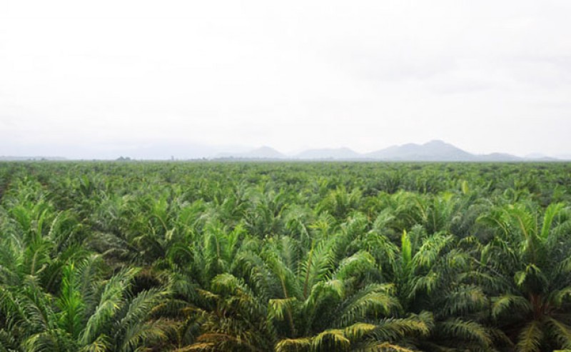 Palm Oil Moratorium is the Form of Audit Too