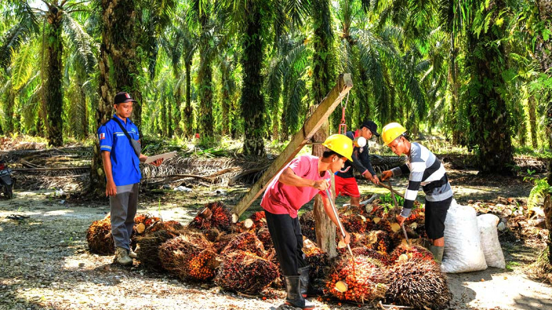 FFB in East Kalimantan in the Second Period - August 2023 Increases Rp 22,7/kg, Check It Out..