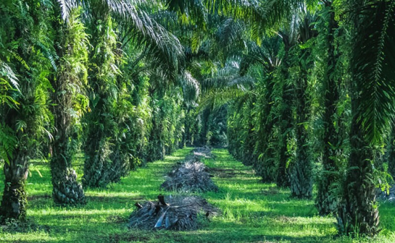 Misperception about Forest Cultivation between Palm Oil and Forest Plantations