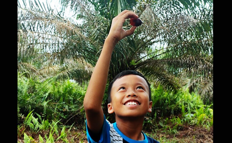 Palm Oil Is Free from Child Labor