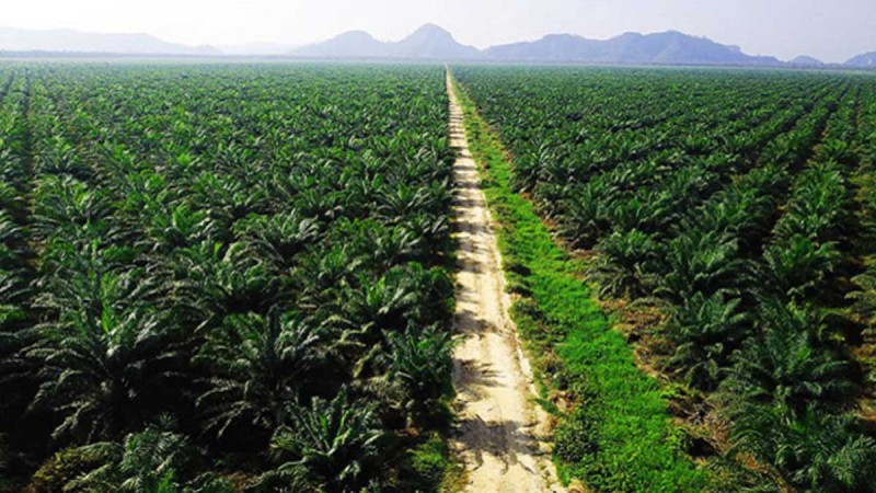 Establish Special Agency to Nationally Encourage Palm Oil Development