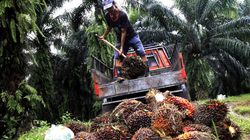 FFB in North Sumatera on 7 - 13 February 2024 Gets cheaper Rp 35,08/Kg, Check it out..