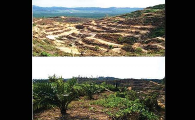 Palm Oil Cultivation in Hilly Areas to get High Production