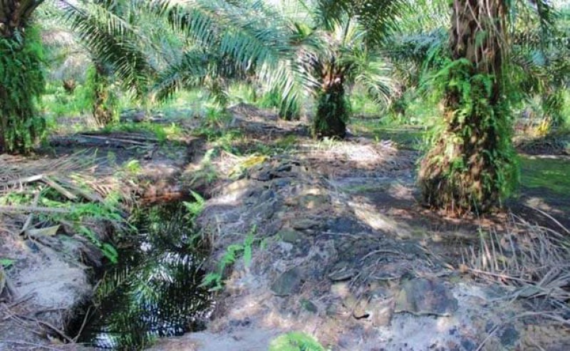 Make Third-Class Palm Oil Plantations Highly Produce