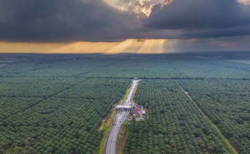 Palm Oil Plantations in East Kalimantan between Environmental Protection Claim