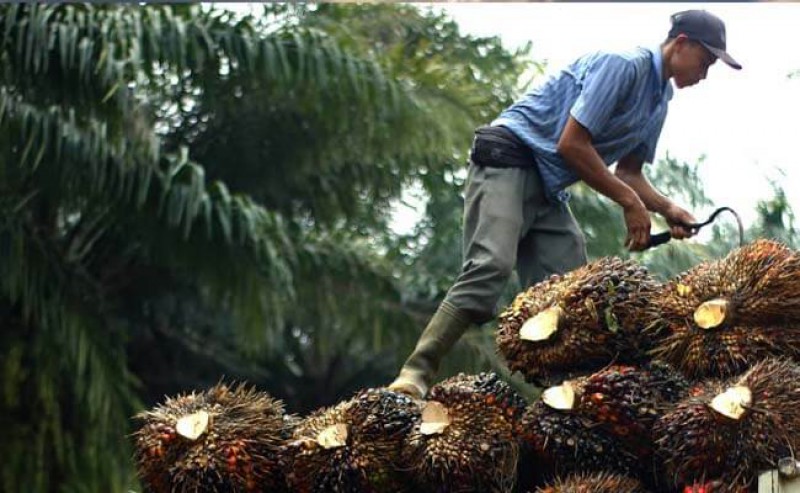 Palm Oil: Change Transmigrators’ Fate