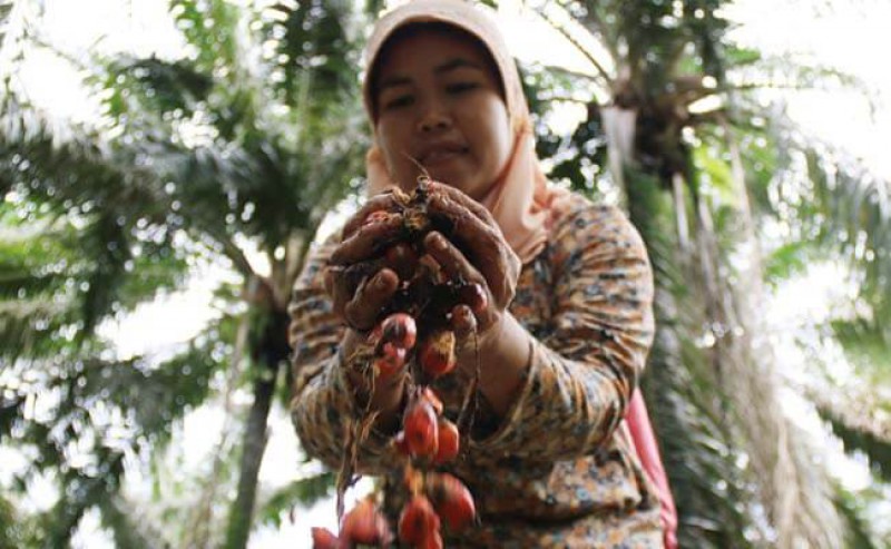 It is Time to See Palm Oil with Heart