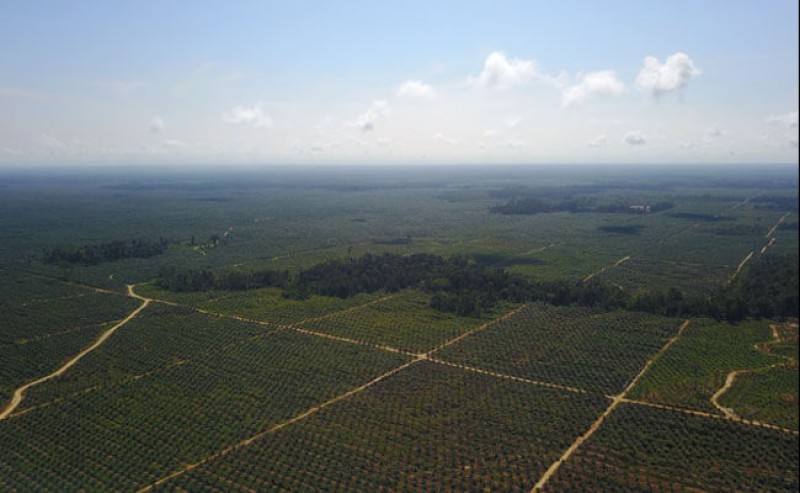 Two Subsidiaries of ANJ in Papua Got RSPO Certificates