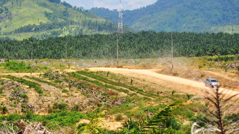 Measure the Impacts of Drought to Palm Oil Production