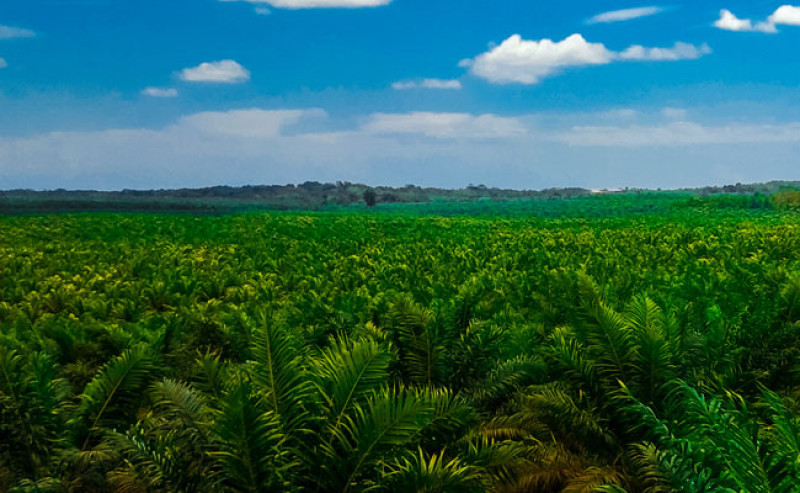 Here are the Ways to Develop People’s Palm Oil Plantation