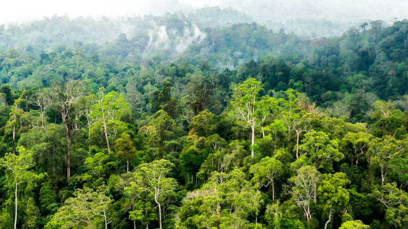 Palm Oil Fine in Forest Regions
