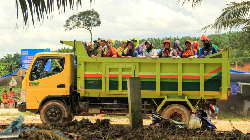 Palm Oil Would Protect Female Workers by Regulations