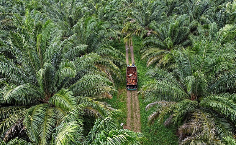 Malaysia Could Get Income from Palm Oil Sectors up to RM 4 Billion after Foreign Workers Are Allowed to Work
