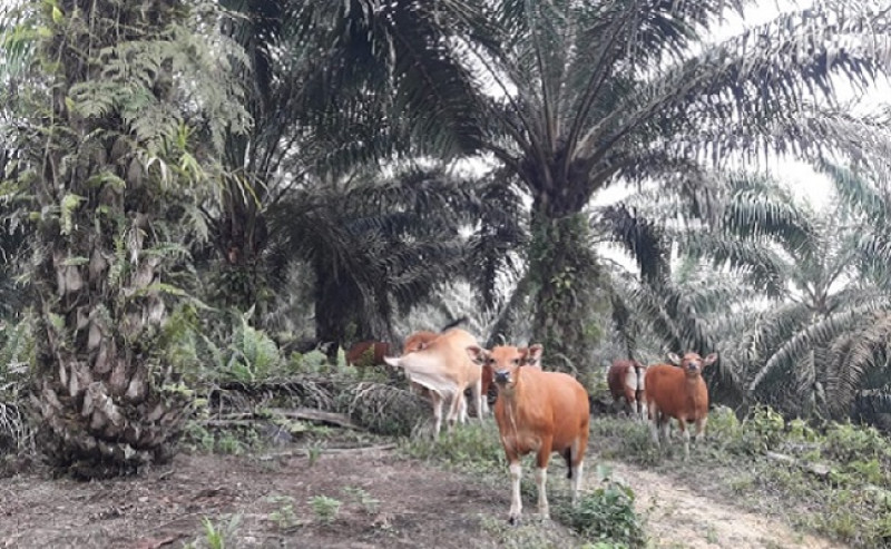 Palm Oil – Cow Integrated Program: The Solution to Deliver Beef Supply in West Kalimantan