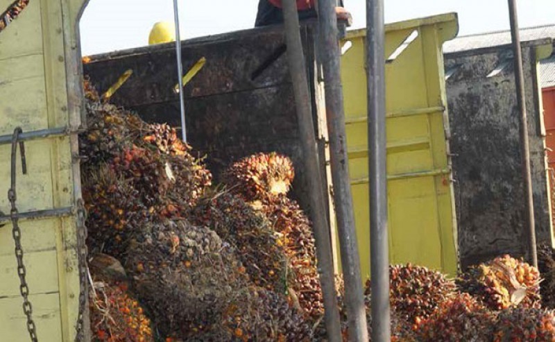 Export Levy of Palm Oil and CPO in July 2021 Set at US$ 291/Ton