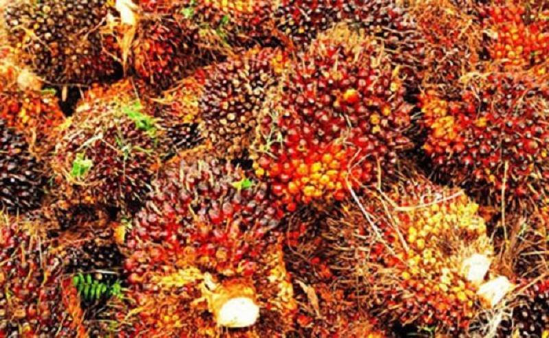 FFB in South Sumatera in the First Period - July 2022 Gets Cheaper Rp 766,66/Kg, Here They are..