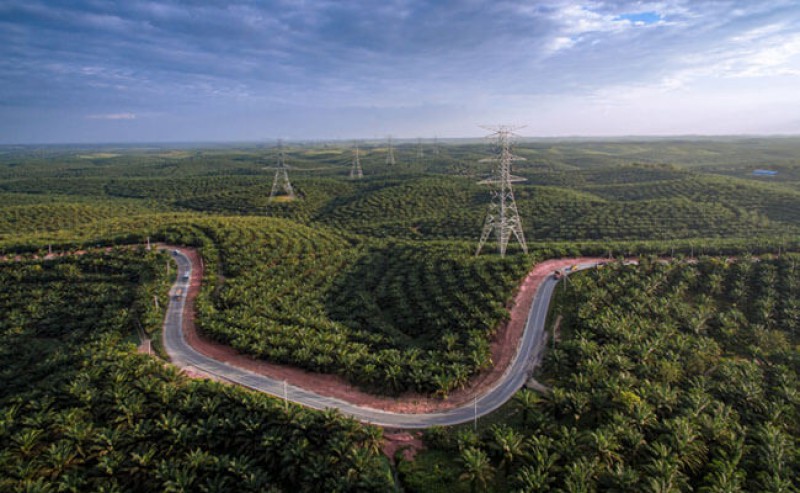 SPKS: Maximal Limit Land Mastery is Palm Oil Issue
