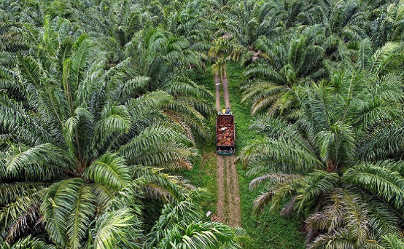 Palm Oil Dominates in Plantation Sectors in East Kalimantan