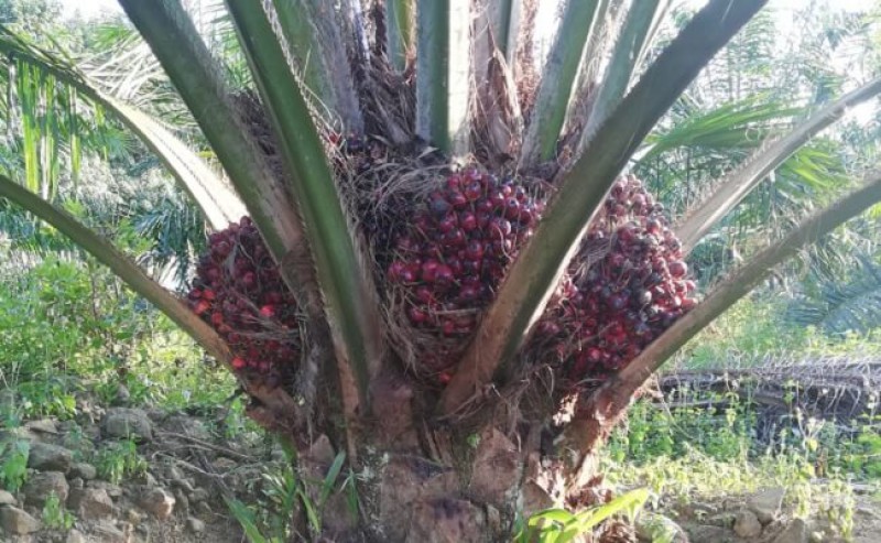 China’s First Story to Develop Sustainable Palm Oil