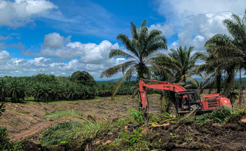 The Government Should Firmly Obligate to Develop Smallholders’ Palm Oil Plantations