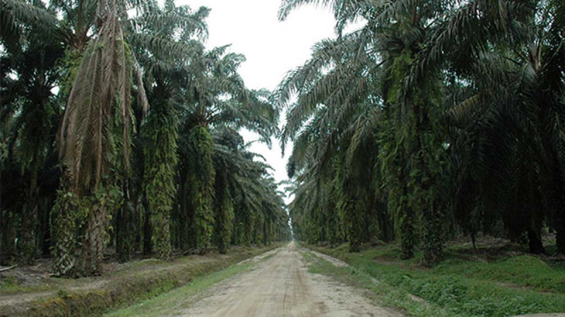 UNSP: Escalate Palm Oil Production from 37 Thousand Hectares