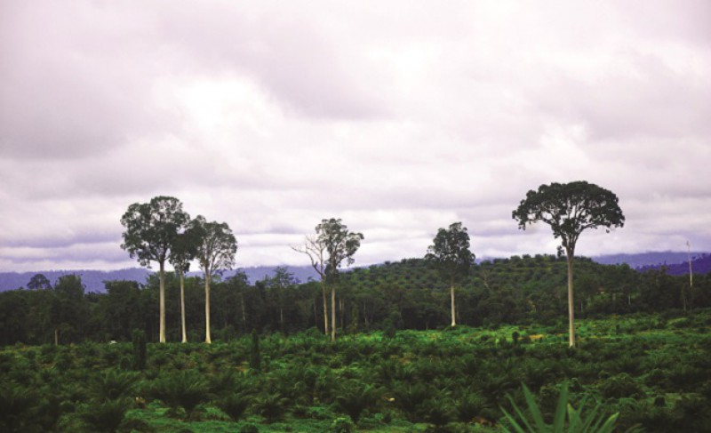 Sustainable Palm Oil Practices Develop: European Should Not Claim about Deforestation