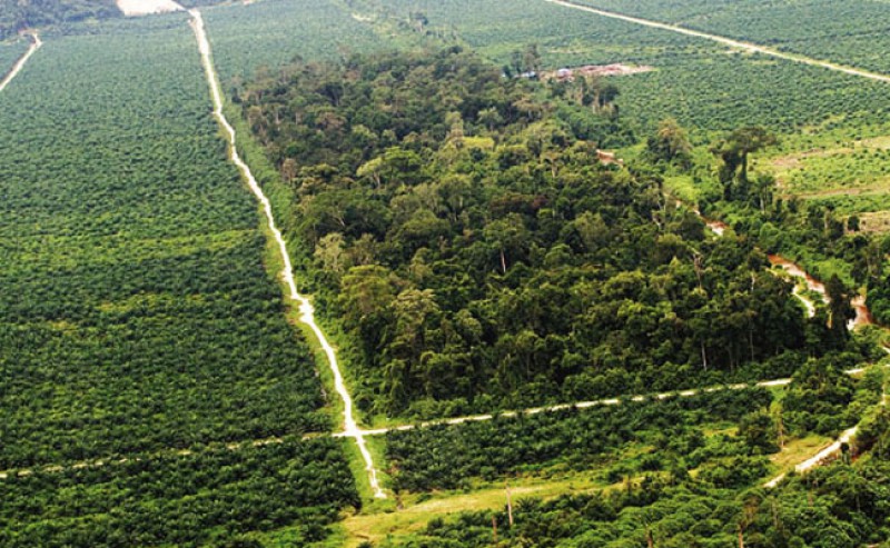 Palm Oil Companies and RSPO Agreed to Sustainability