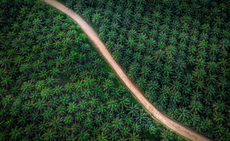8 Palm Oil Companies within the Highest Margin Net Profits