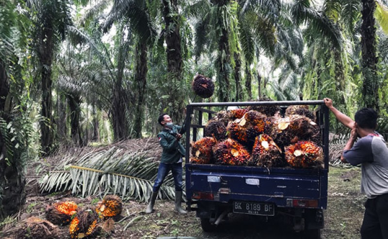 FFB in East Kalimantan in the First Period - September 2022 Gets Better Rp 108,68/Kg, Check Them out..