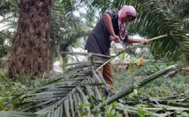 From Palm Oil Sticks, The Villagers’ Income in Sergai Gets More